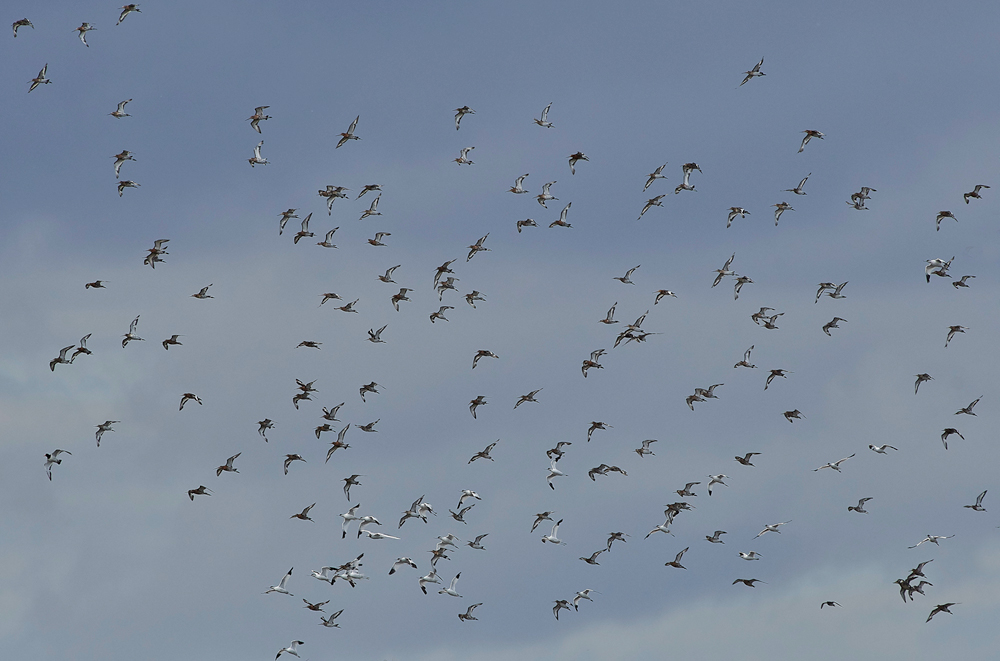 Avocet&#38;BTG030817-2