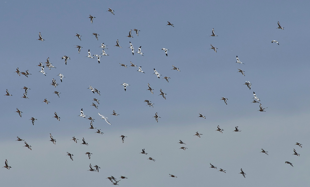 Avocet&#38;BTG030817-3