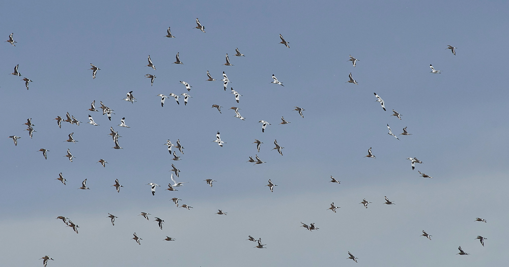 Avocet&#38;BTG030817-4