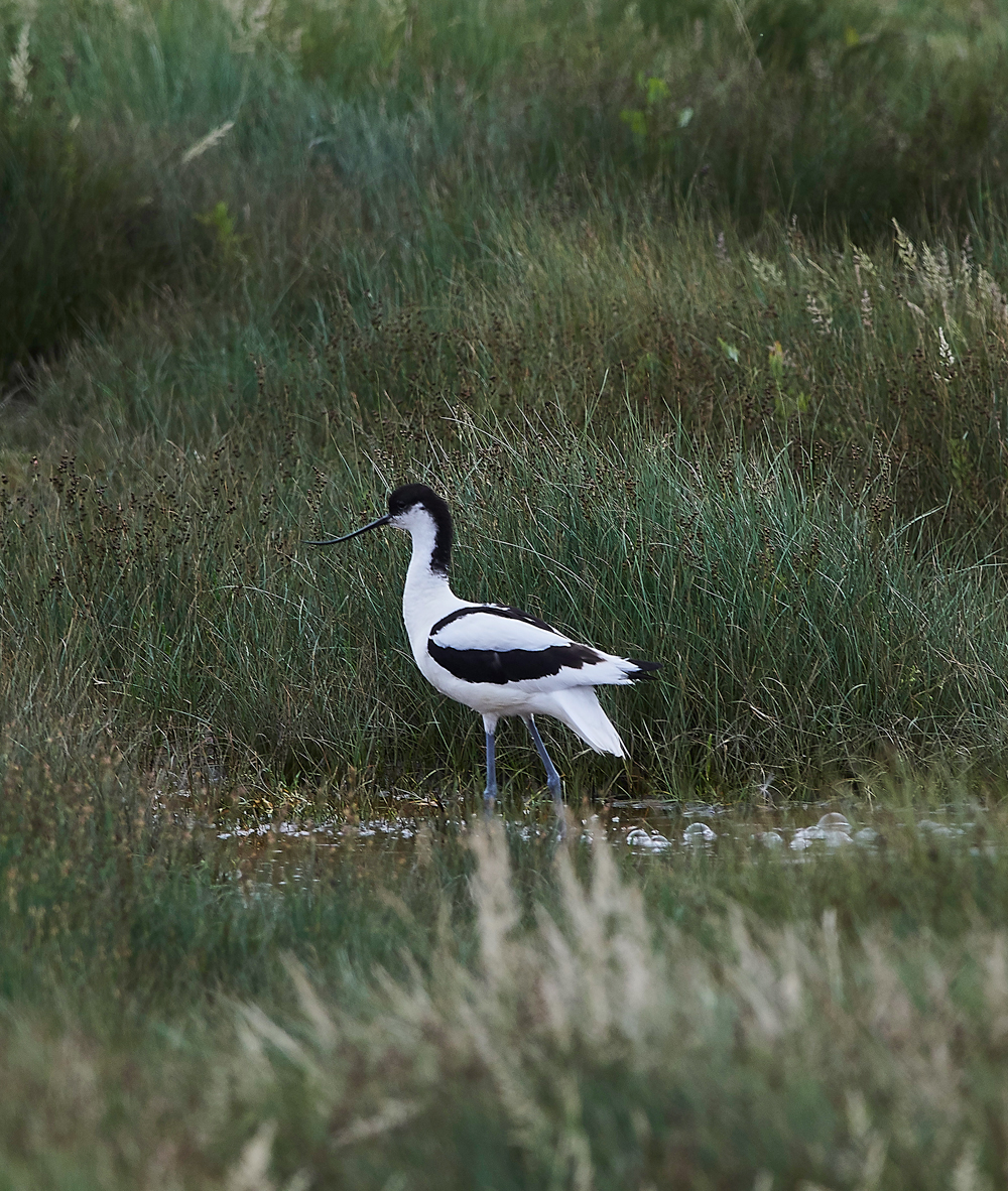 Avocet030717-1