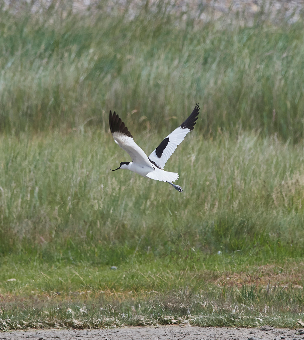 Avocet030717-2