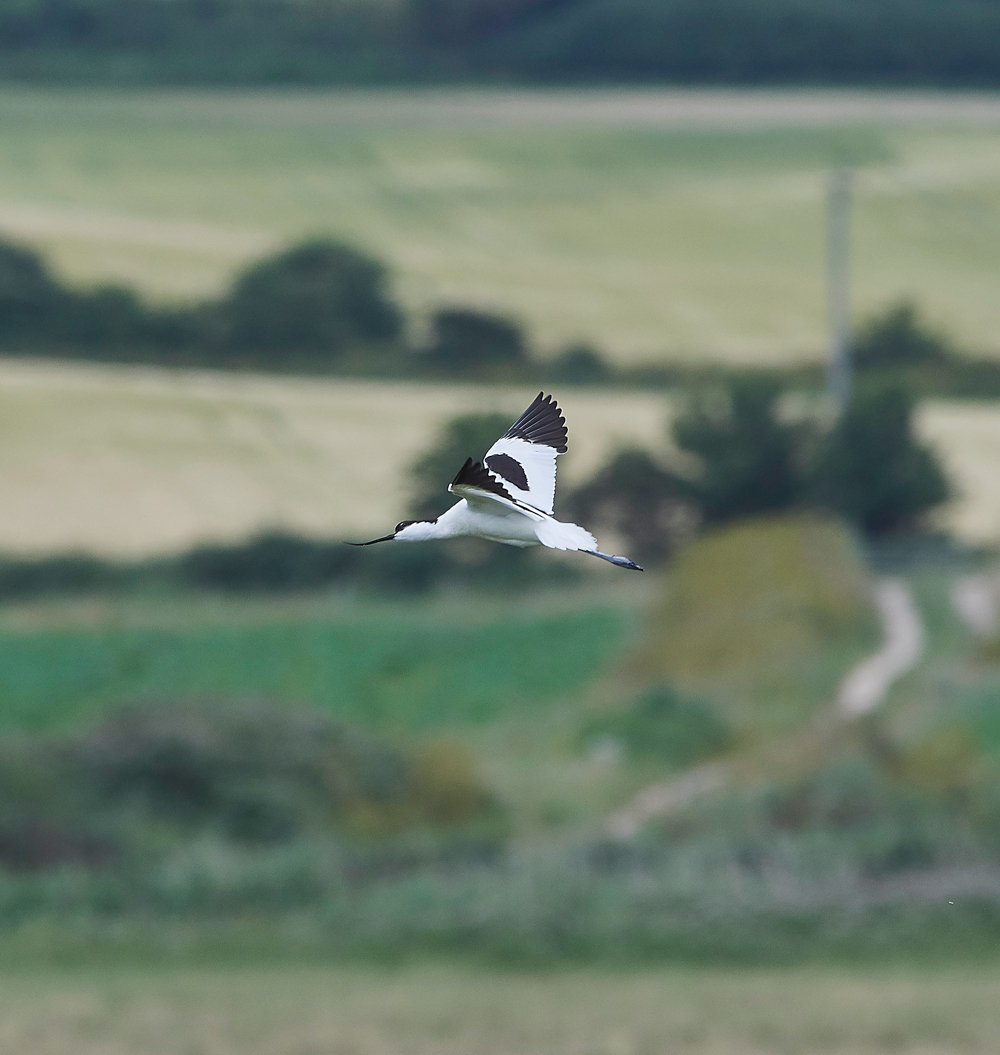 Avocet030717-3