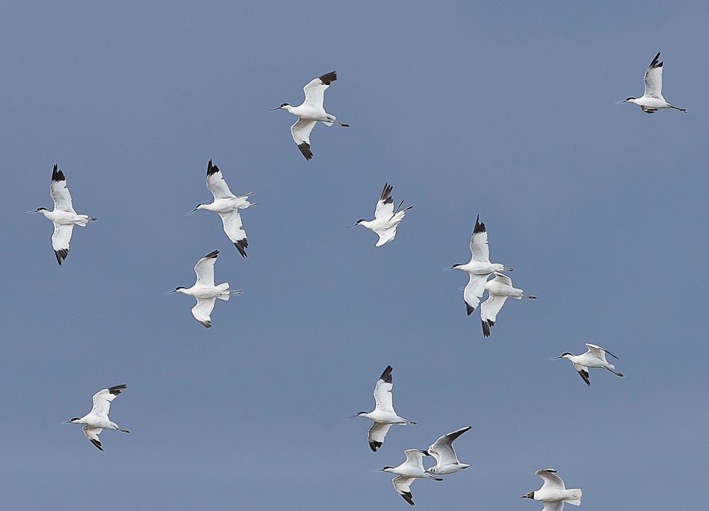 Avocet030817-1