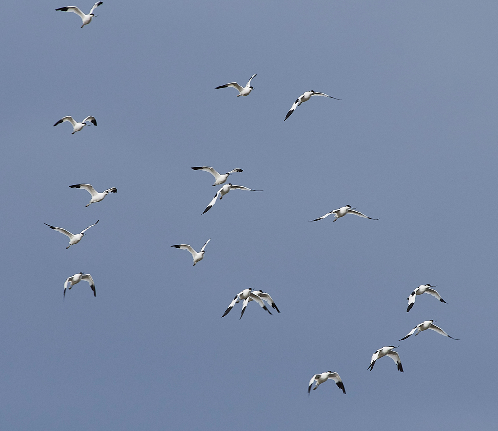 Avocet030817-2