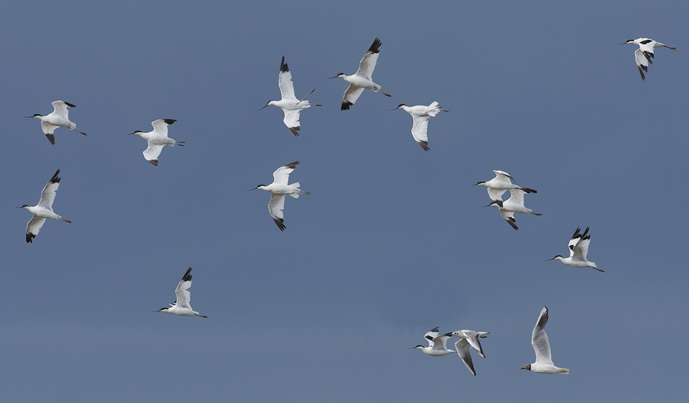 Avocet030817-3