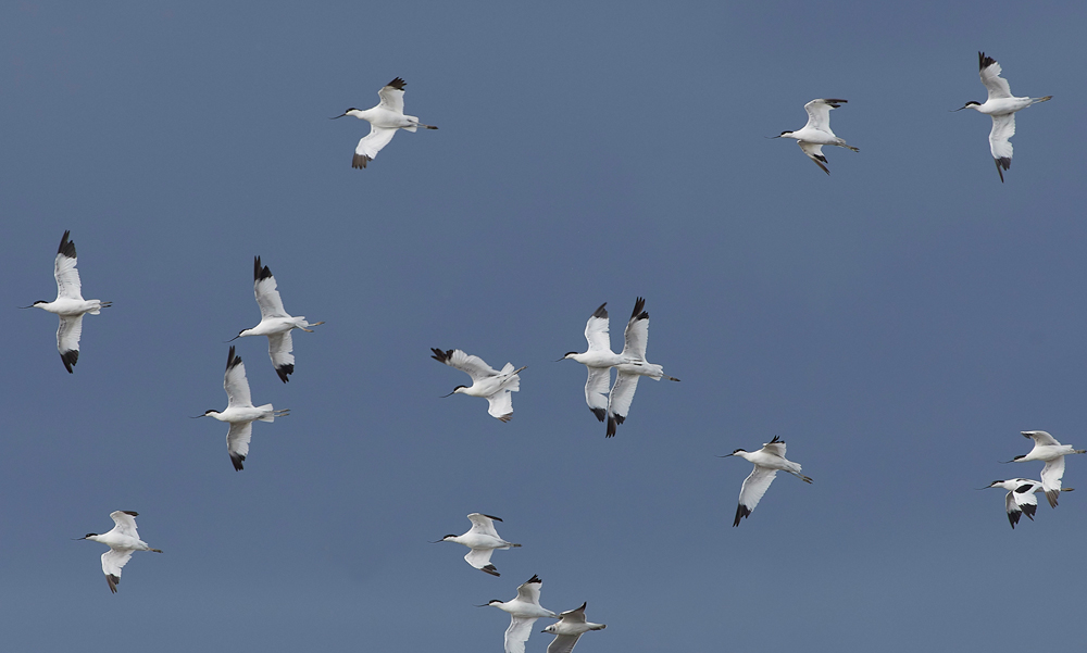 Avocet030817-4