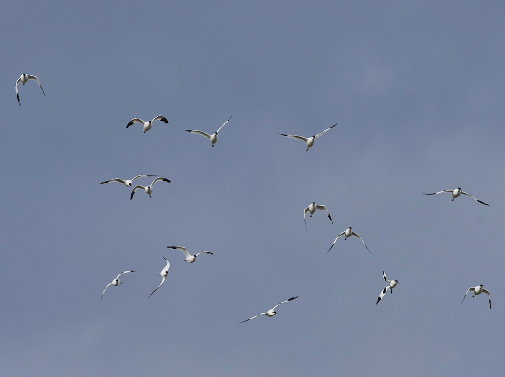 Avocet030817-5