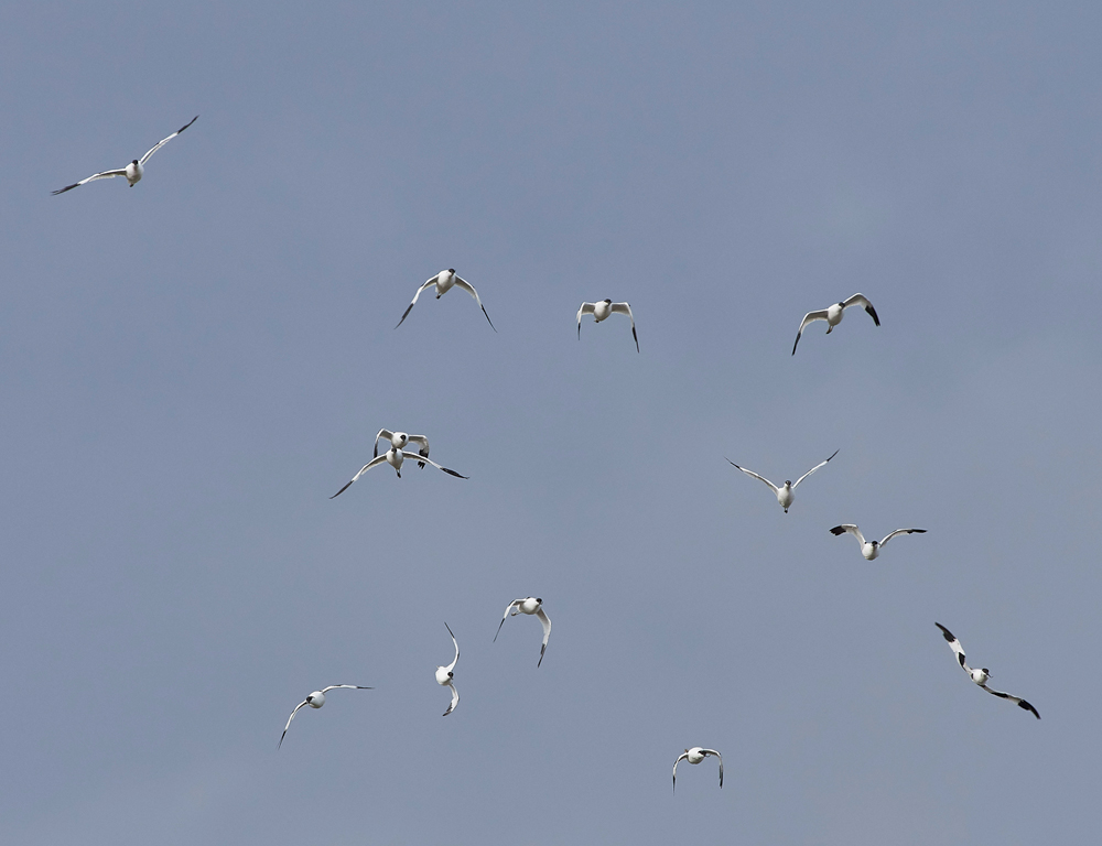 Avocet030817-6