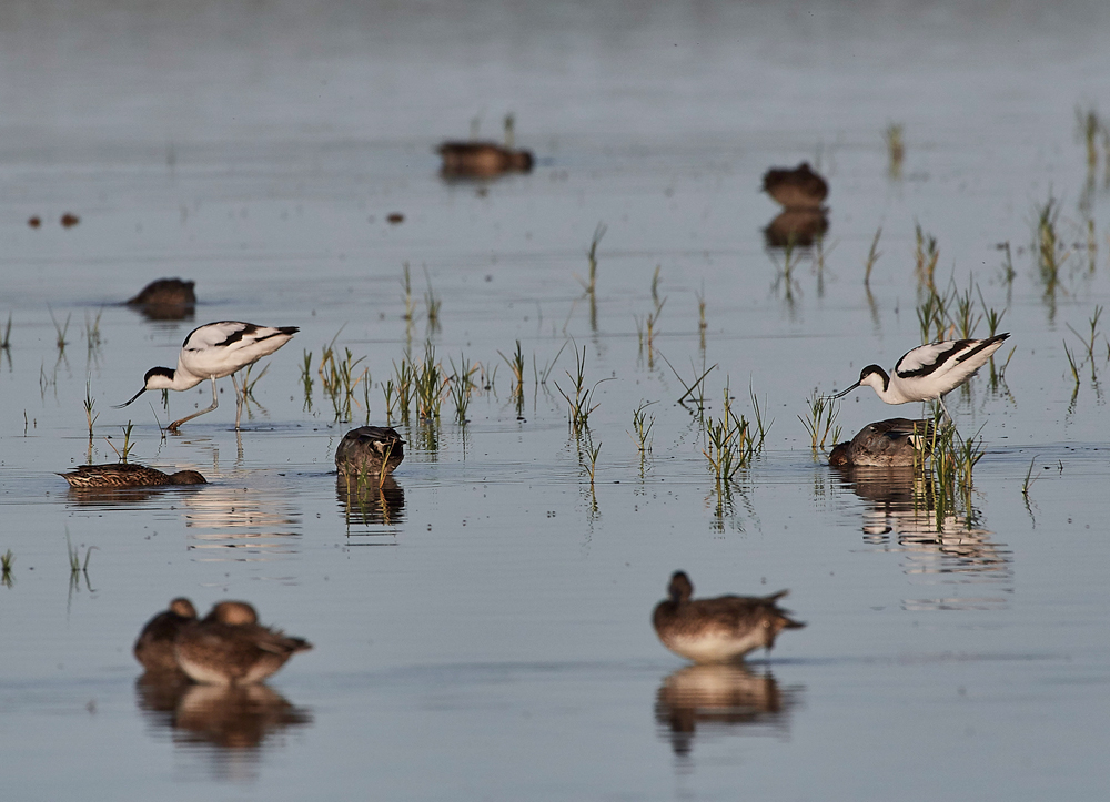 Avocet140717-1