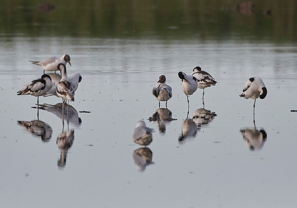 Avocet140717-2