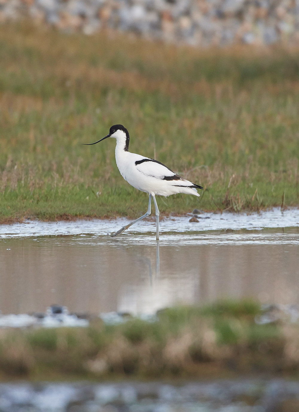 Avocet210517-1