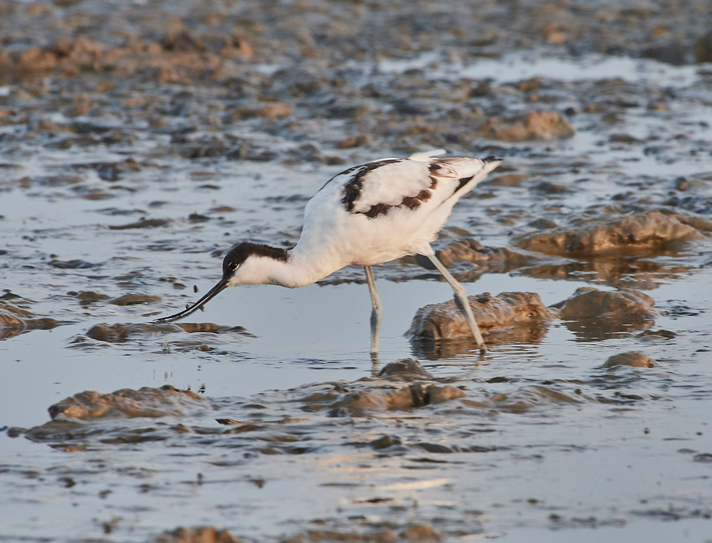 Avocet210817-1