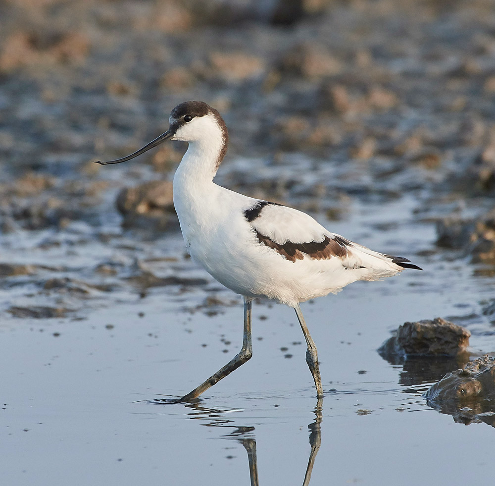 Avocet210817-2