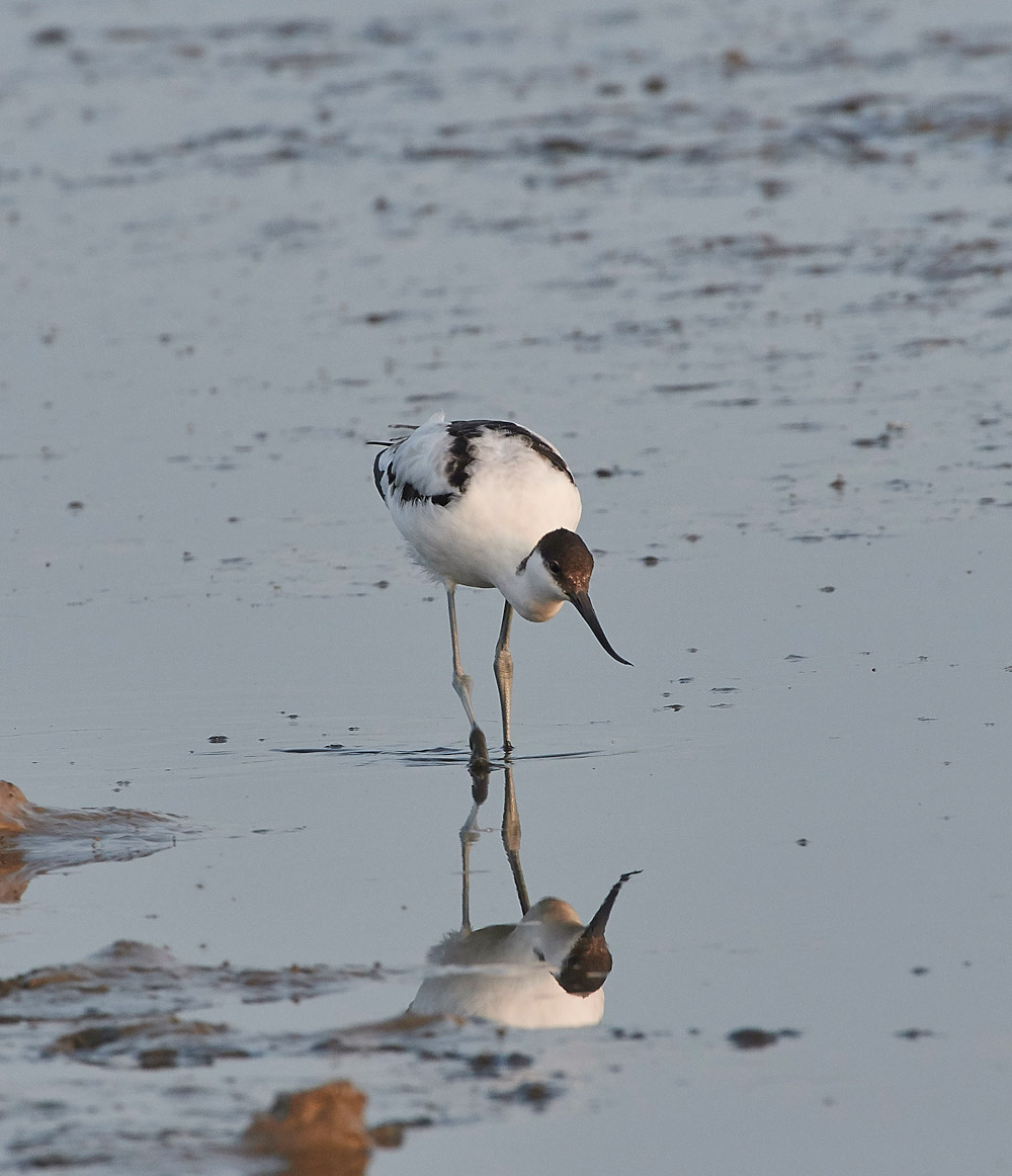 Avocet210817-3