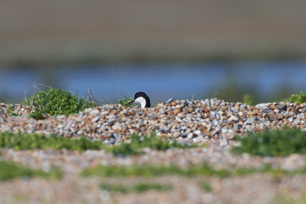 Avocet250517-20