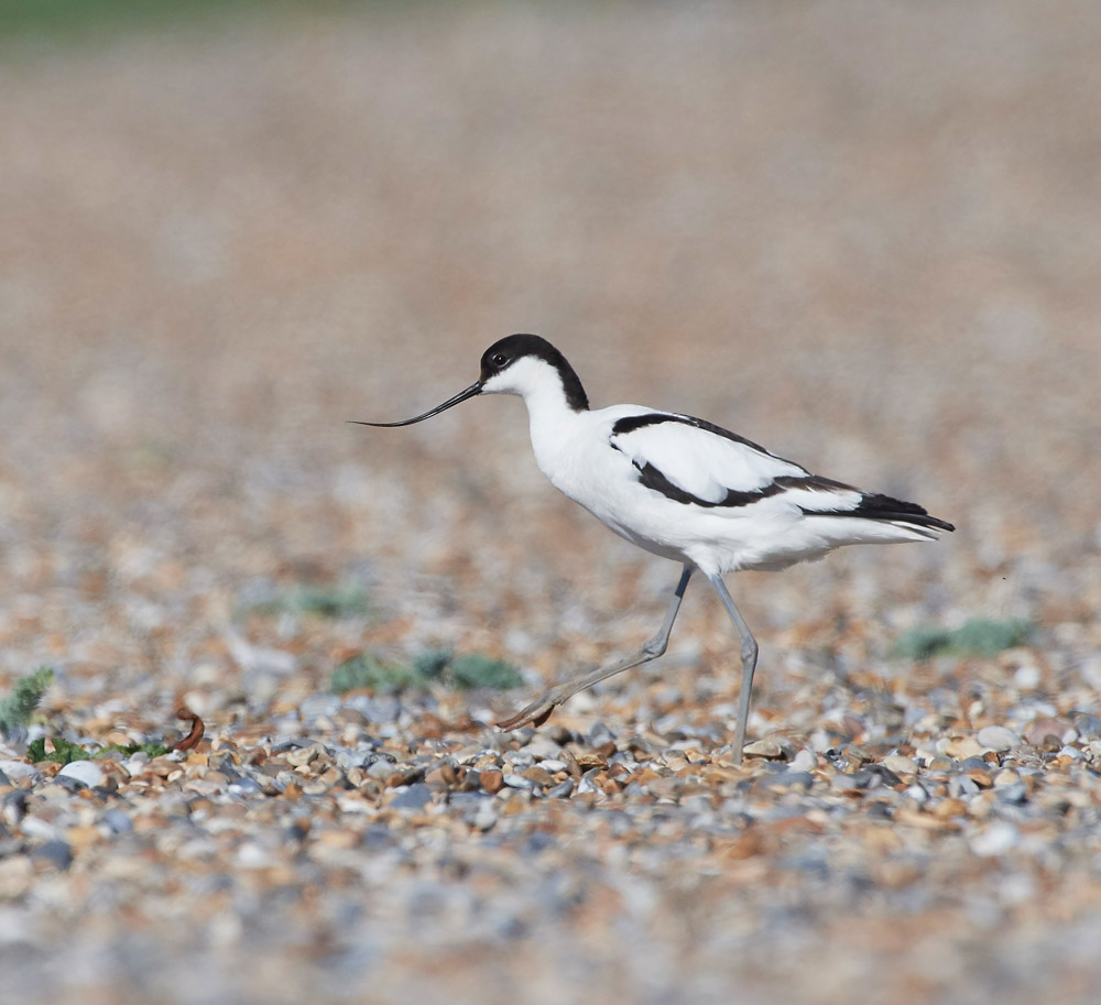 Avocet260517-1