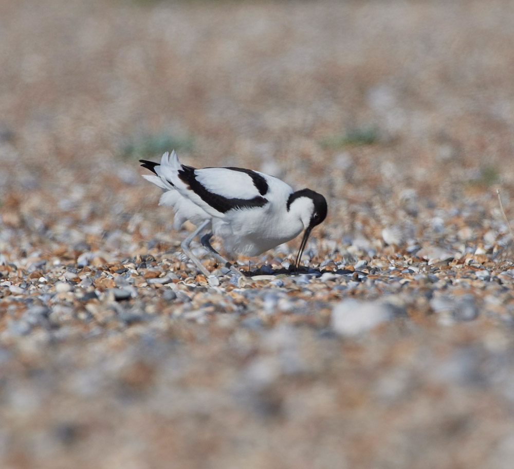 Avocet260517-10