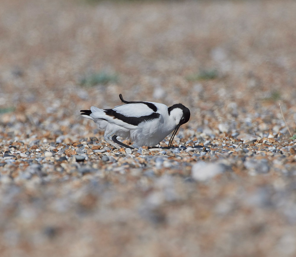 Avocet260517-11