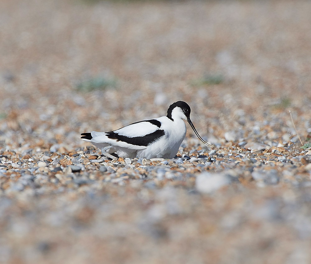 Avocet260517-12