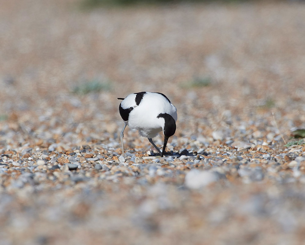 Avocet260517-13