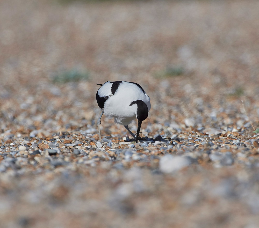 Avocet260517-14