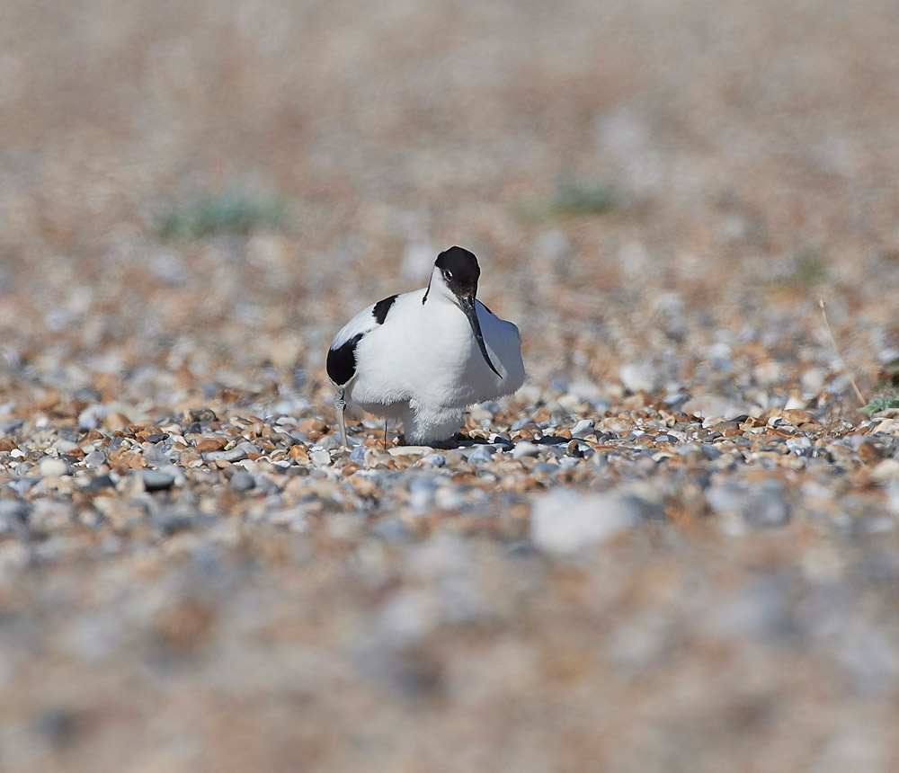 Avocet260517-15