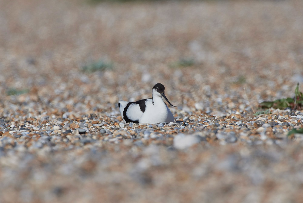 Avocet260517-16