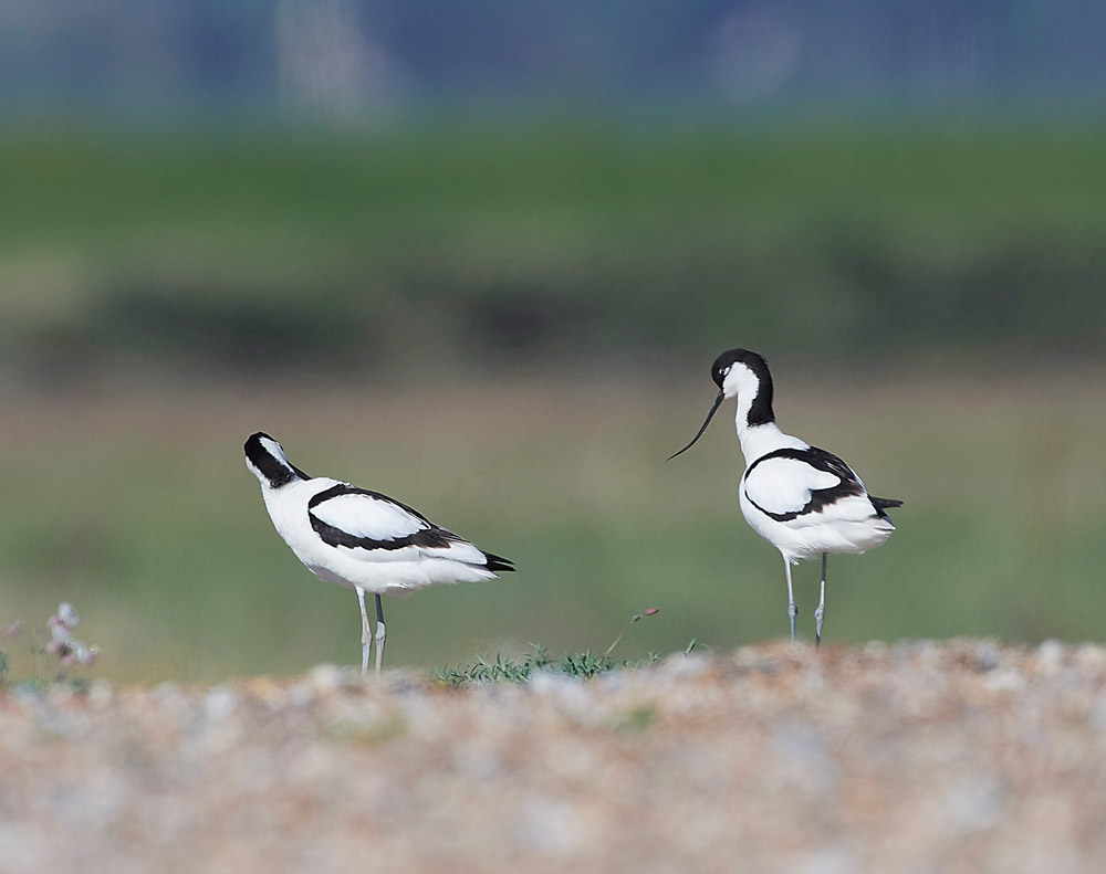 Avocet260517-17