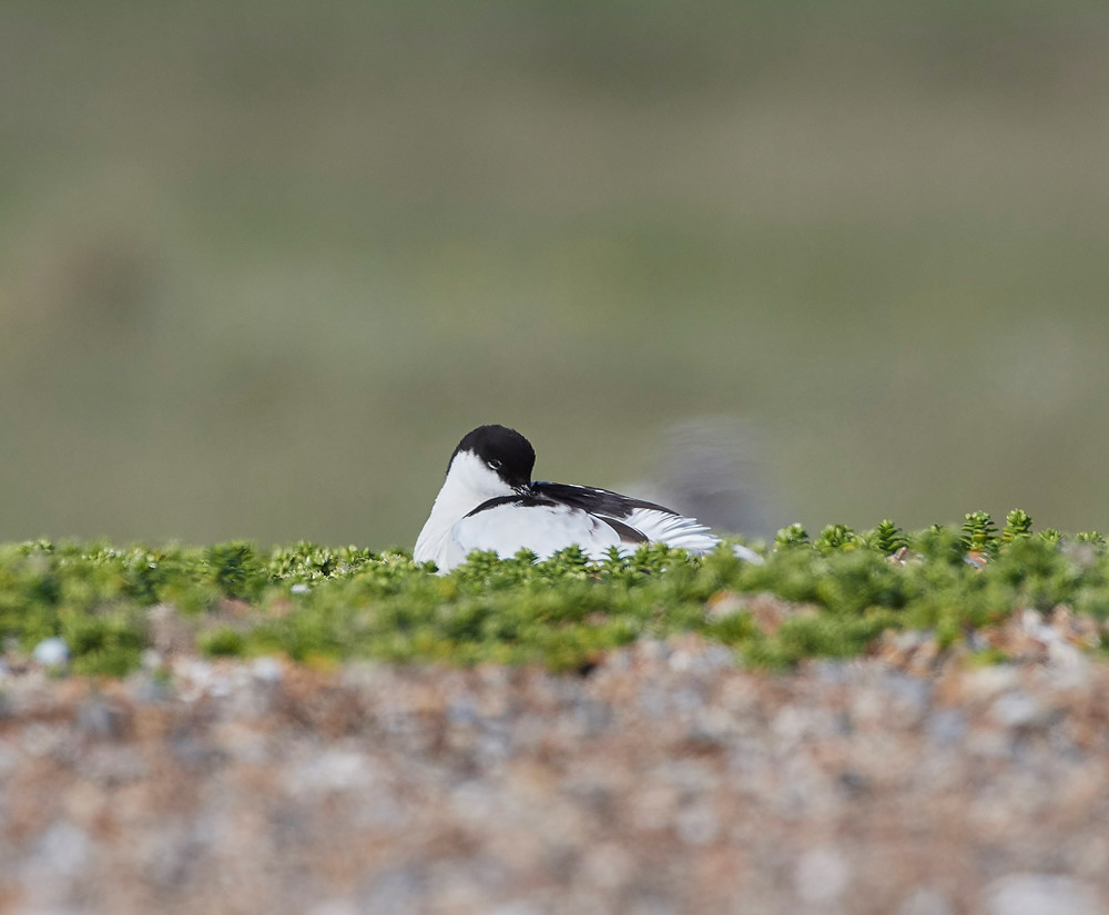 Avocet260517-18