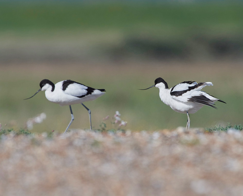 Avocet260517-19