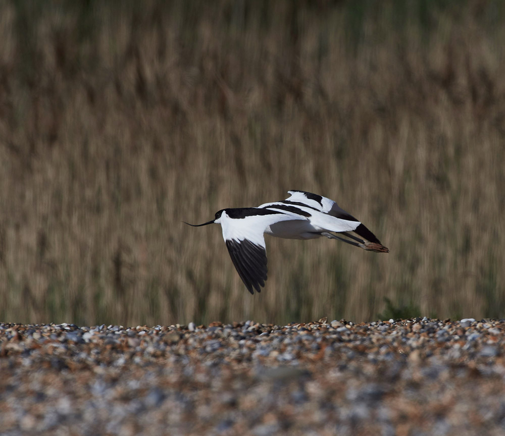 Avocet260517-2