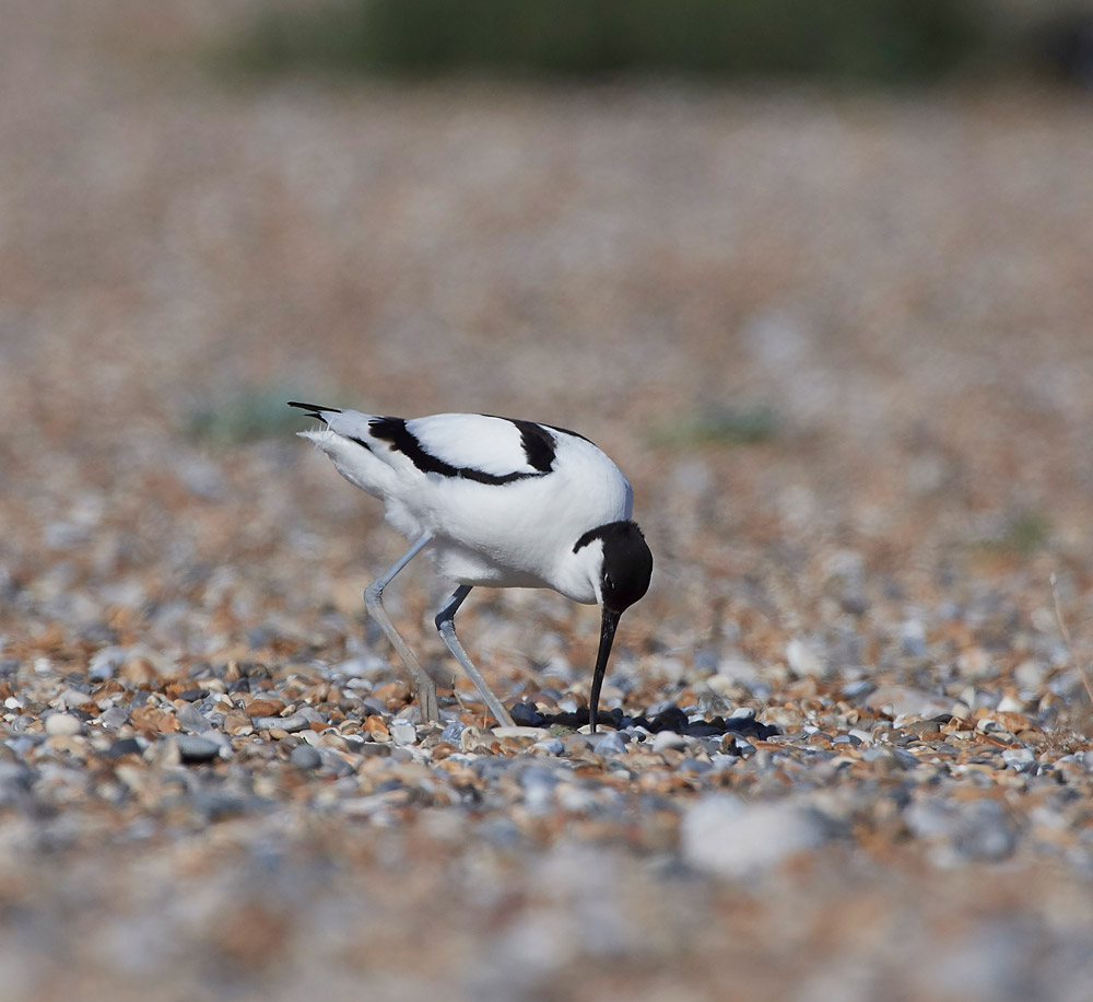 Avocet260517-3