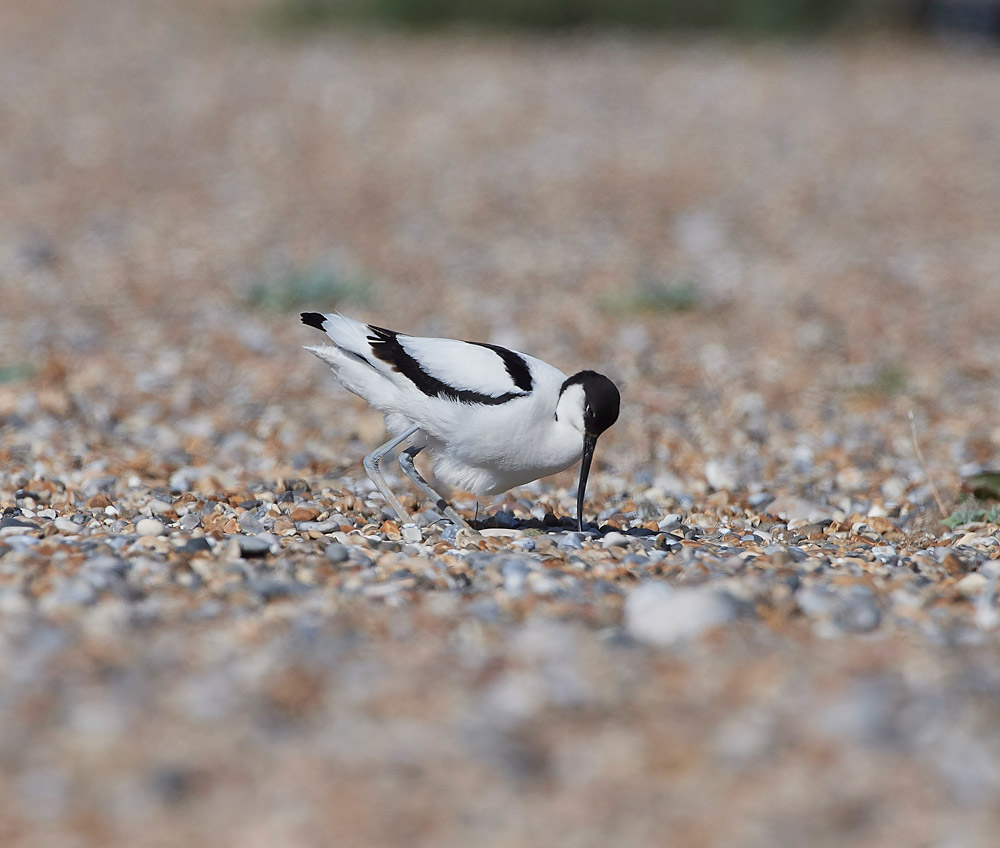 Avocet260517-4