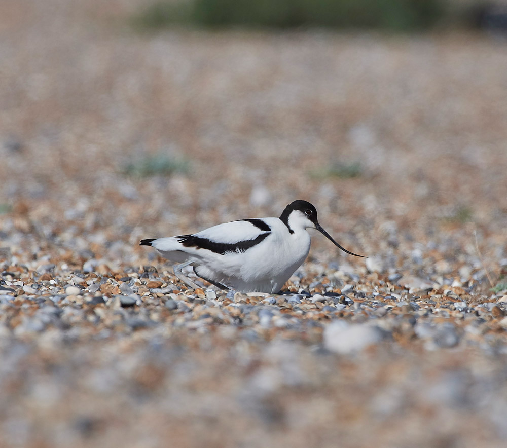 Avocet260517-5