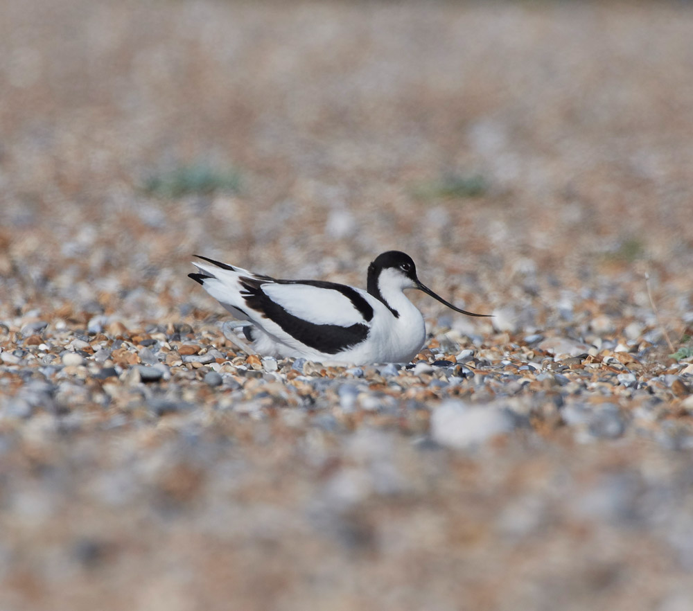 Avocet260517-7