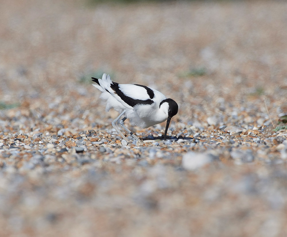 Avocet260517-9