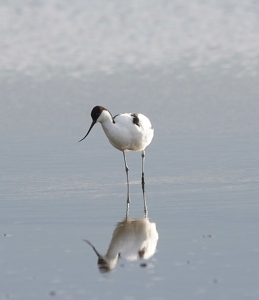 Avocet280717-1