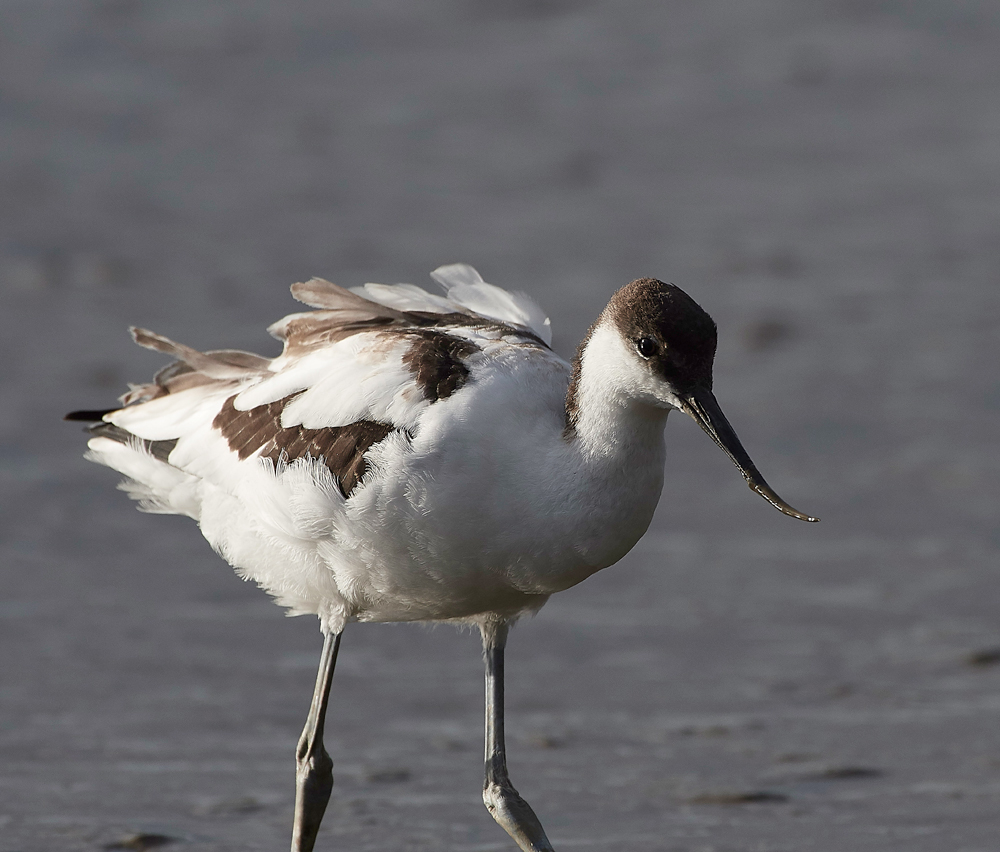 Avocet280717-3