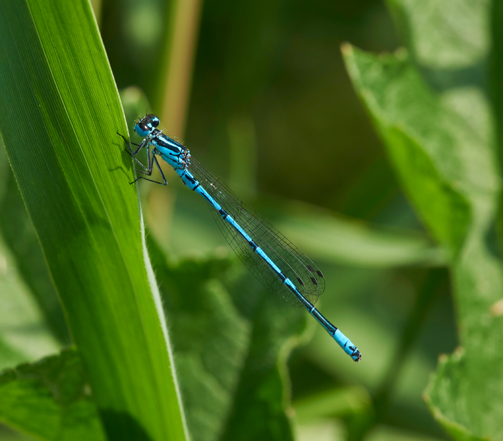 AzureDamselfly210617-1