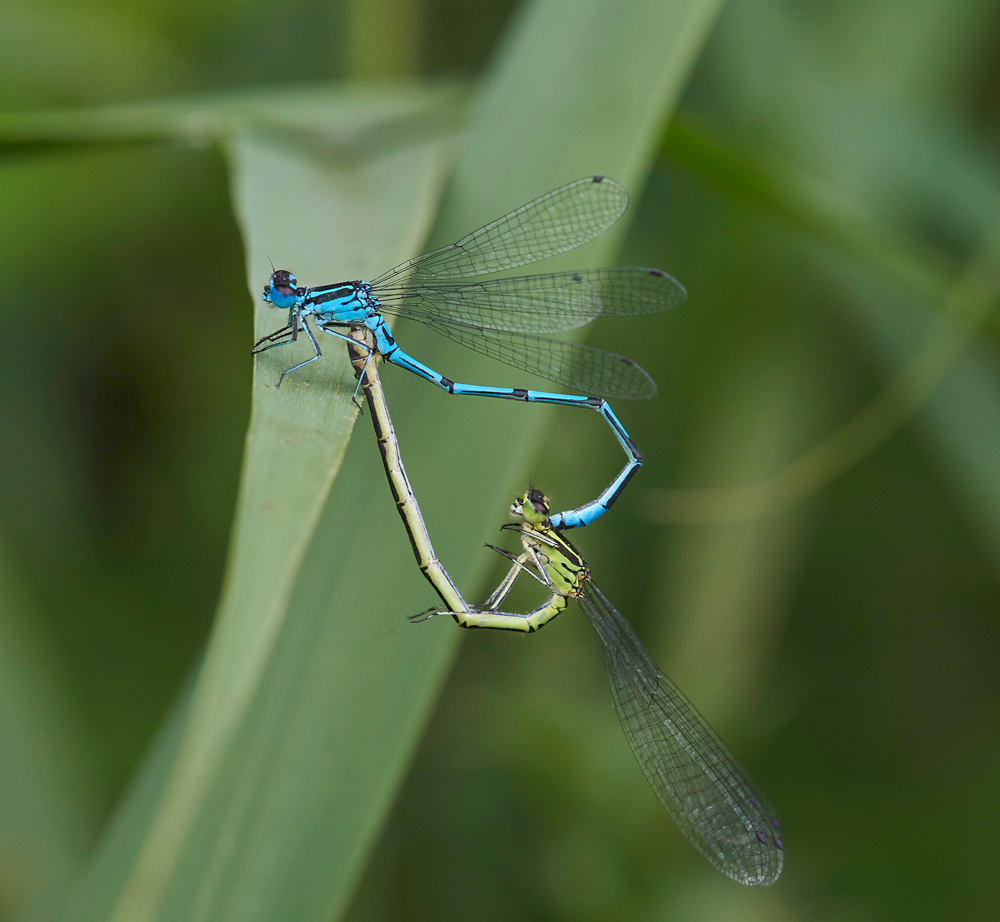 AzureDamselfly240617-1