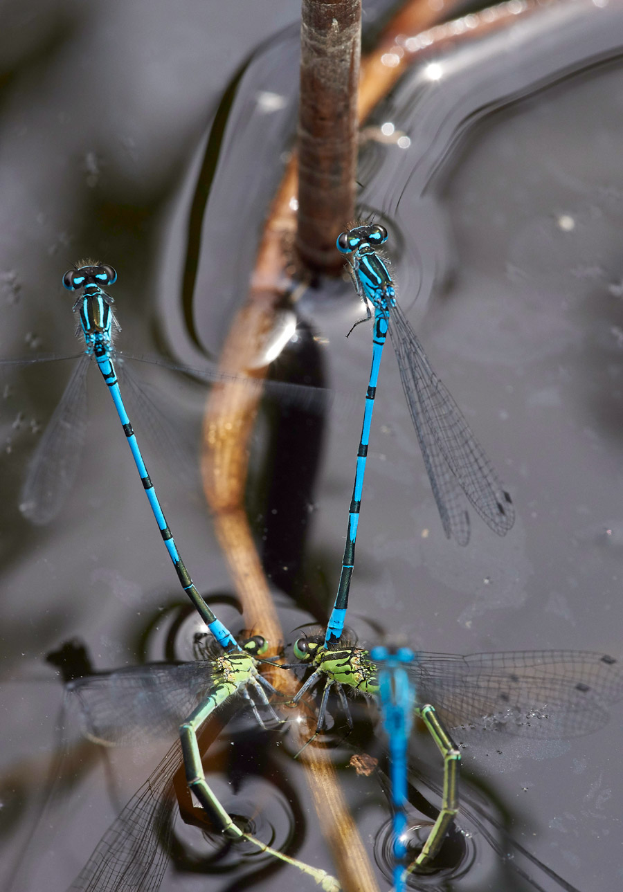 AzureDamselFly280517-1