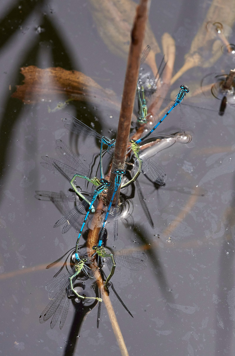 AzureDamselFly280517-3