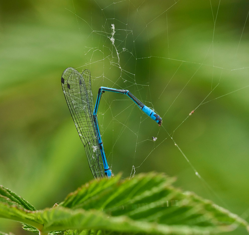 AzureDamselFly280517-4