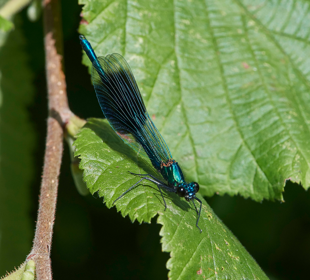 BandedDemoiselle120717-2