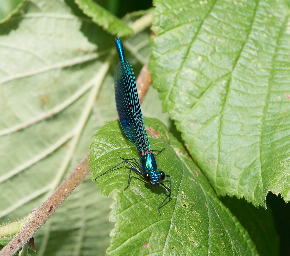 BandedDemoiselle120717-3