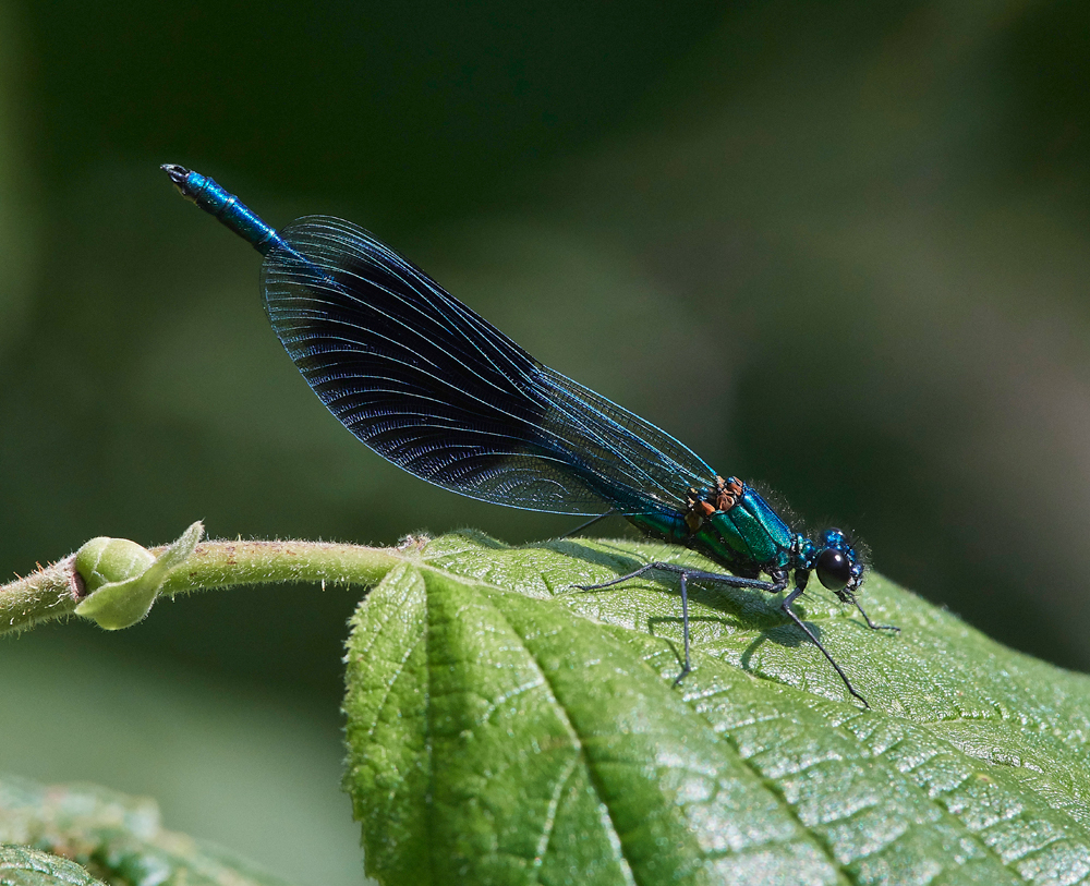 BandedDemoiselle120717-1