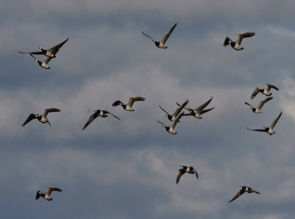 BarnacleGeese051715