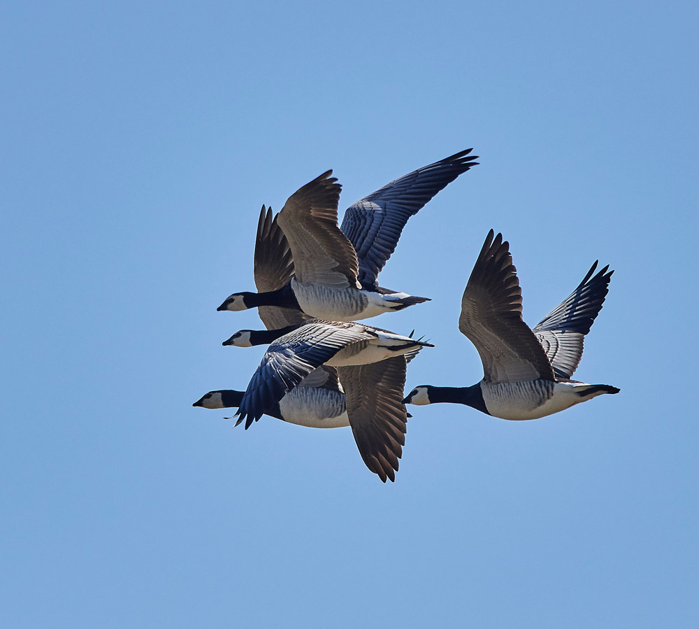 BarnacleGeese051716