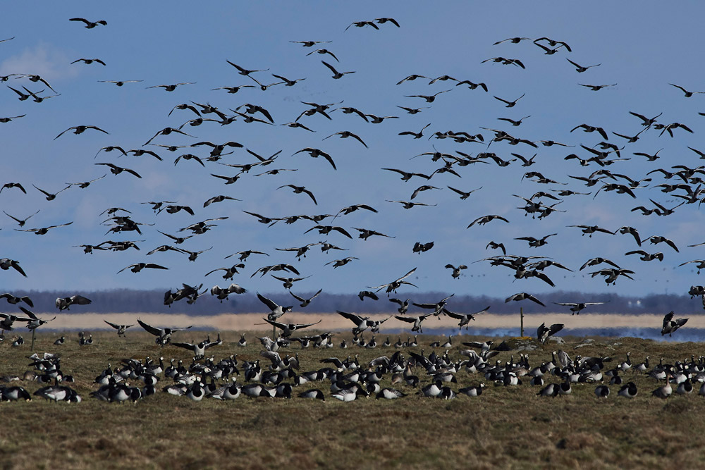 BarnacleGeese05175