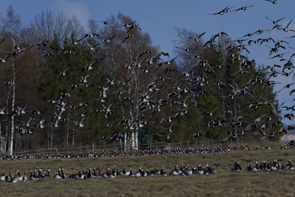 BarnacleGeese05176